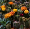 Cactus flowers blooming in Amsterdam flower market Royalty Free Stock Photo