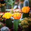 Cactus flowers blooming in Amsterdam flower market Netherlands Royalty Free Stock Photo