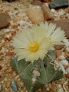 Cactus flowers blooming in the garden