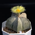 Cactus called \'Astrophytum Myriostigma\'