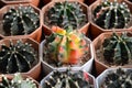 Cactus with flowers called \'Gymnocalycium mihanovichii\' Royalty Free Stock Photo