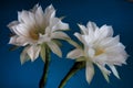 Cactus flowers closeup blue background