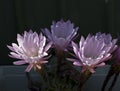 Four cactus flowers