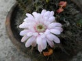 A cactus flower in my roof garden bloomed in earthen pot