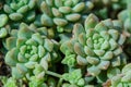 Cactus flowers macro