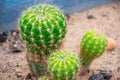 Cactus and Cactus flowers popular for decorative