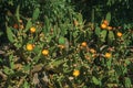 Cactus with flowers scattered on bush over rocks