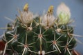 Cactus flowers scion screen nature indoor plant