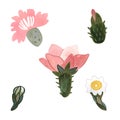 Cactus flowers set. Plants for the home. Floriculture. Desert flora. Isolated watercolor illustration on white