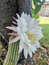 Cactus flowers, Splendid size ?i culoare Royalty Free Stock Photo