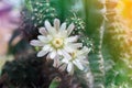 Cactus flowers on tree in soft mood,Mila or closeup cactus flower and blank space area for background Royalty Free Stock Photo