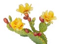 Cactus flowers and young fruit, Indian fig. Isolated on white. Opuntia ficus indica.