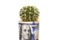 Cactus from folded dollar bills. Royalty Free Stock Photo