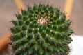 Cactus in the foreground, macro photography with beautiful colors.