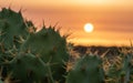 Cactus in the foreground with sunset background