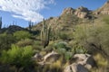 cactus forest with towering saguaros and other plants in the background