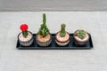 cactus in four pots