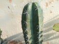 Cactus fresh photo national this is used in medicine