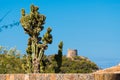 Cactus in front of medicean view including old castle