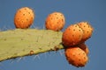 Cactus fruit Royalty Free Stock Photo