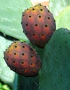 Cactus Fruit Royalty Free Stock Photo