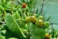 Cactus in fruit, Opuntia ficus-indica, 1. Royalty Free Stock Photo