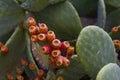 Cactus with fruit - detail photo