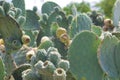 Cactus with fruit of Mexican xoconostles Royalty Free Stock Photo