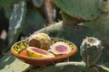 Cactus with fruit of Mexican xoconostles Royalty Free Stock Photo