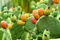 Cactus in fruit, Opuntia ficus-indica, 2. Royalty Free Stock Photo