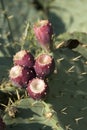 Cactus fruits