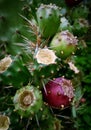 Cactus Fruits bush plants