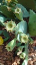 Cactus fruits - details of a heat resistant tropical plant