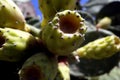 Cactus fruits