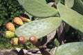 Cactus with fruits