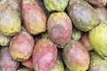 Cactus fruits, Opuntia ficus-indica, Indian fig opuntia, Barbary fig, prickly pear ) or tuna. Royalty Free Stock Photo