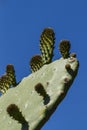 Cactus fruits Royalty Free Stock Photo