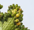 Cactus fruits Royalty Free Stock Photo