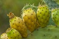 Cactus fruits Royalty Free Stock Photo