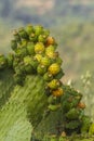 Cactus fruits Royalty Free Stock Photo