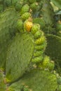 Cactus fruits Royalty Free Stock Photo