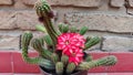 a cactus in full bloom at home, red flowers Royalty Free Stock Photo