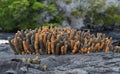 Galapagos cactus