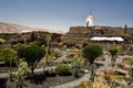 Cactus Garden Royalty Free Stock Photo