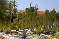 Cactus garden Royalty Free Stock Photo