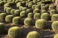 Cactus garden Royalty Free Stock Photo