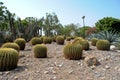 Cactus Garden Royalty Free Stock Photo