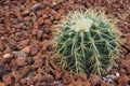 Cactus Royalty Free Stock Photo