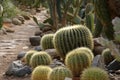 Cactus garden Royalty Free Stock Photo