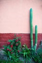 Cactus Garden, Adobe Plaster Wall Royalty Free Stock Photo